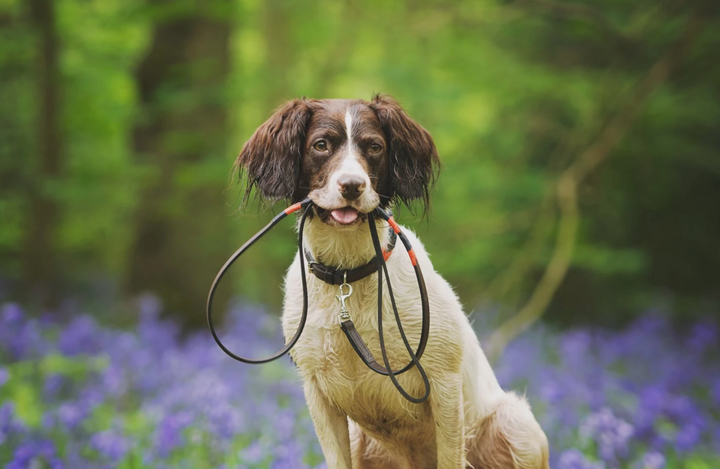 bespoke dog lead Alma