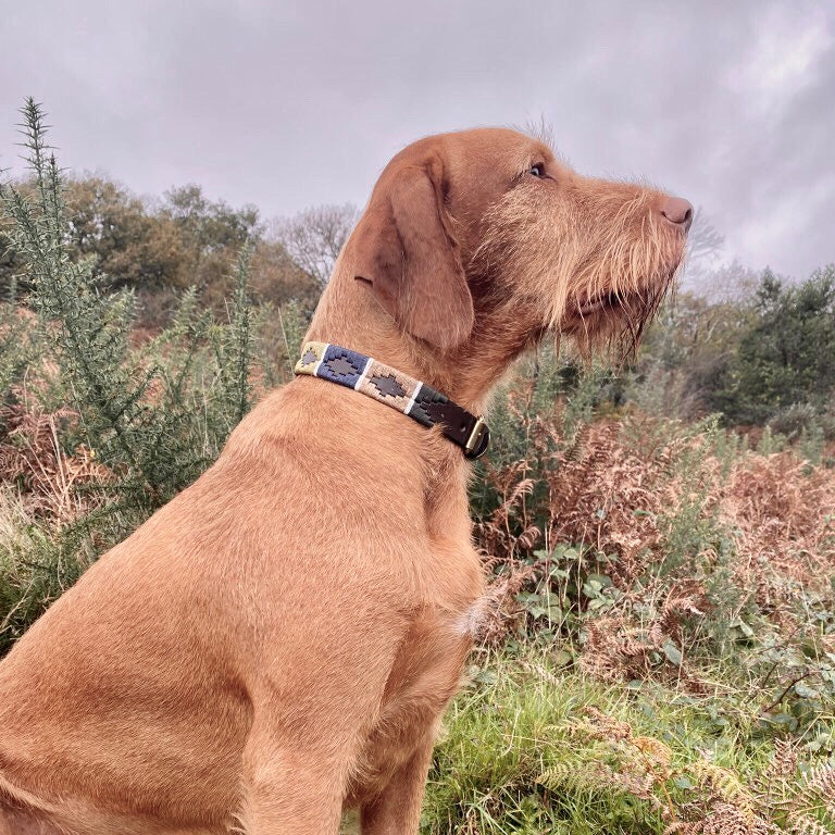 bespoke dog collar Carmen